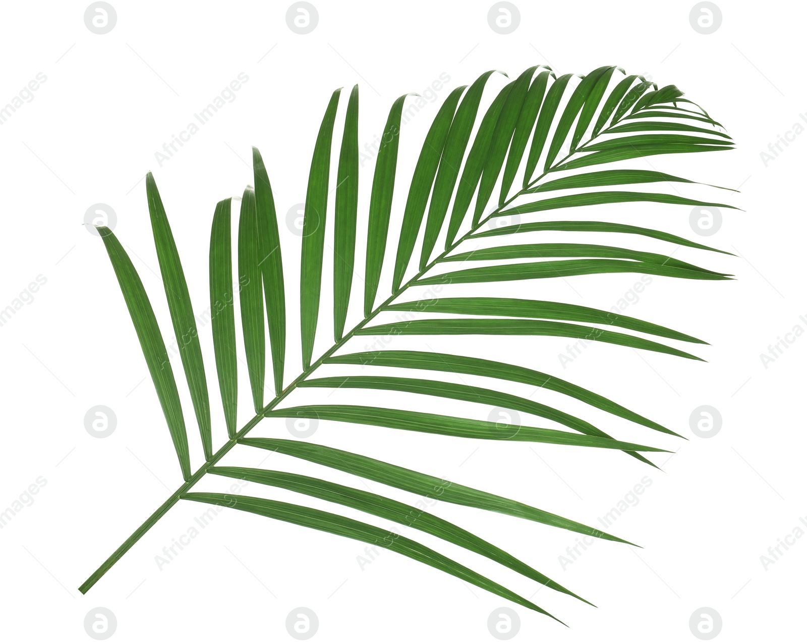 Photo of Beautiful lush tropical leaf isolated on white