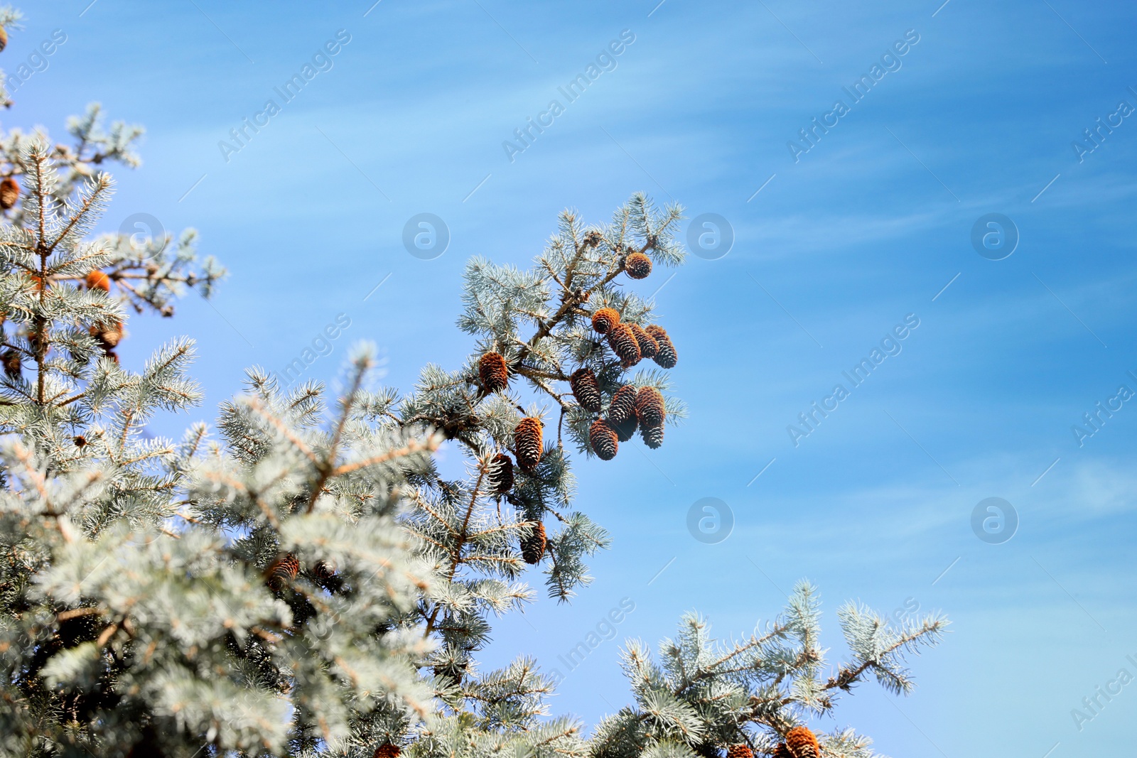 Photo of Beautiful cones growing on pine branches outdoors