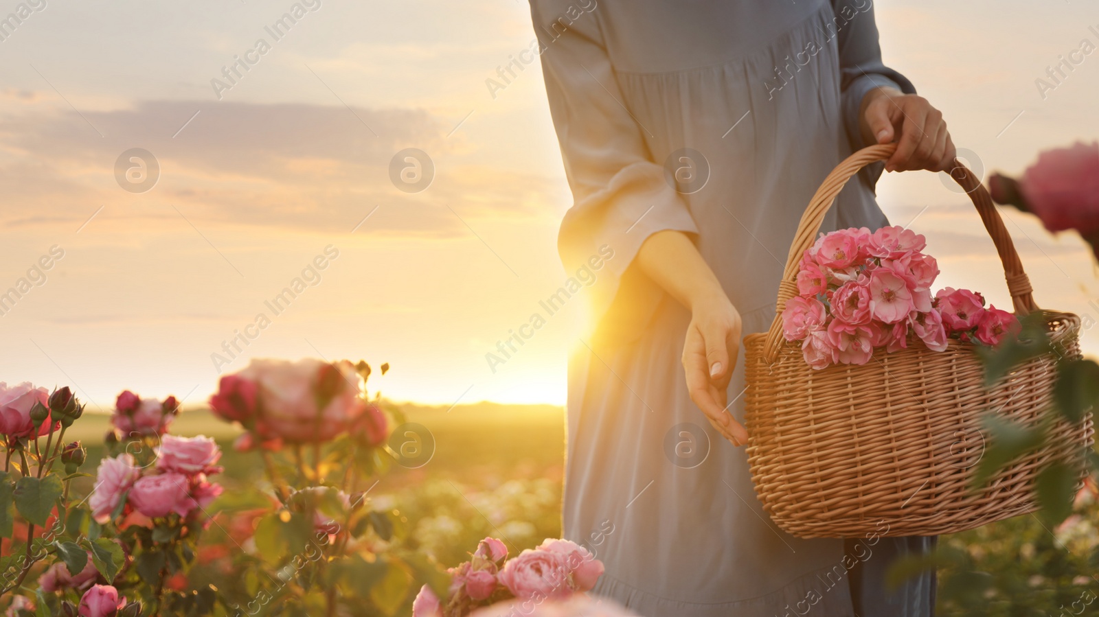 Photo of Woman with basket of roses in beautiful blooming field, closeup
