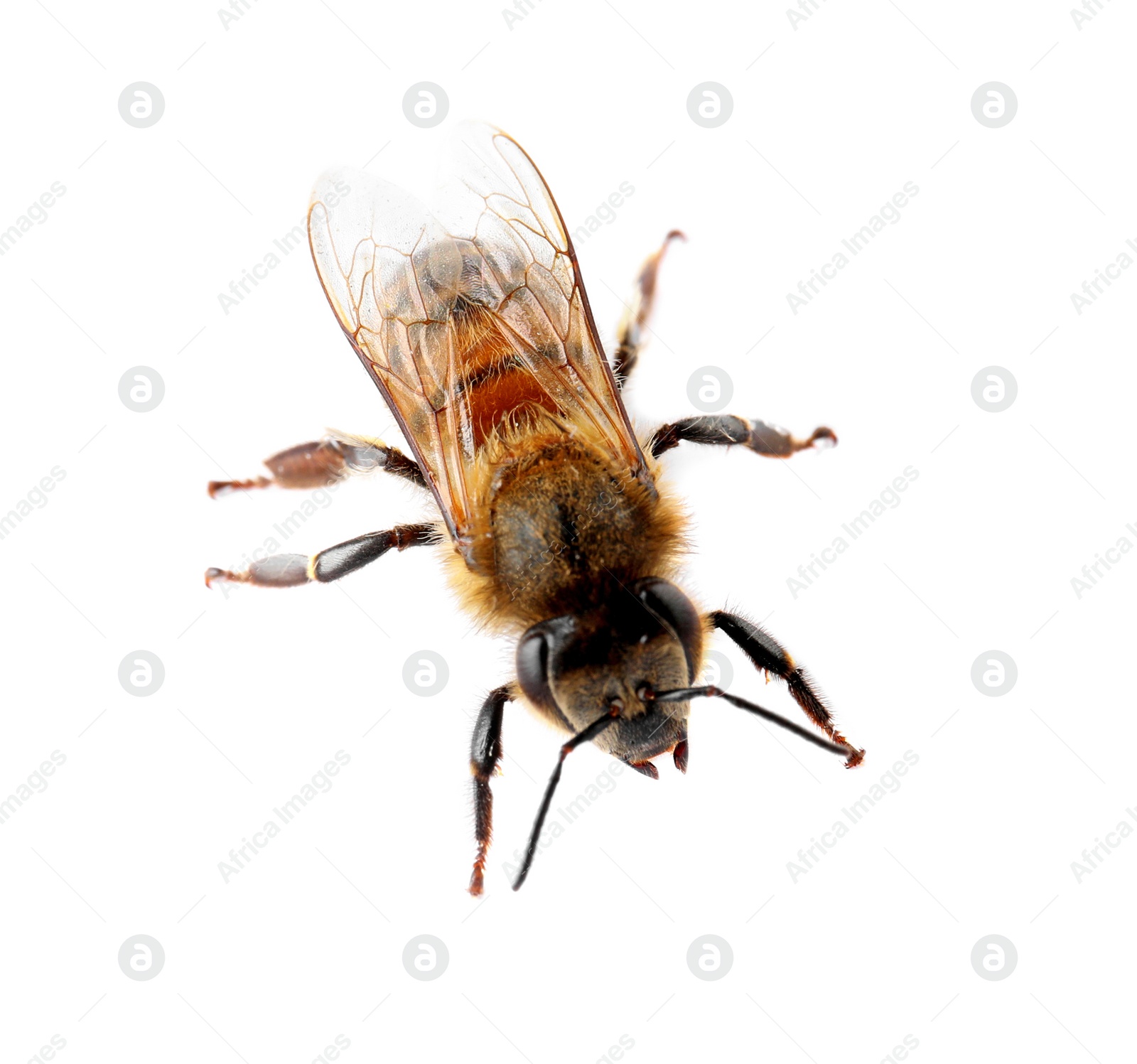 Photo of Beautiful honeybee on white background. Domesticated insect