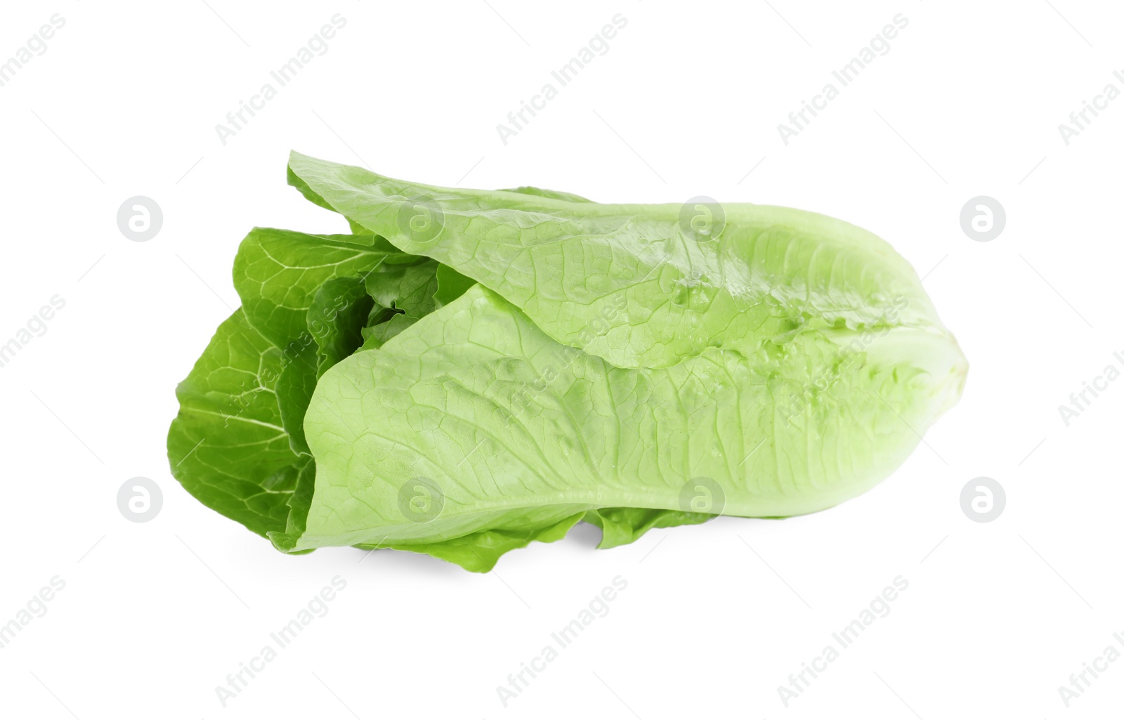 Photo of Fresh green romaine lettuce isolated on white