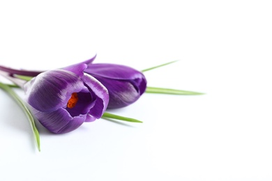 Photo of Beautiful spring crocus flowers on white background