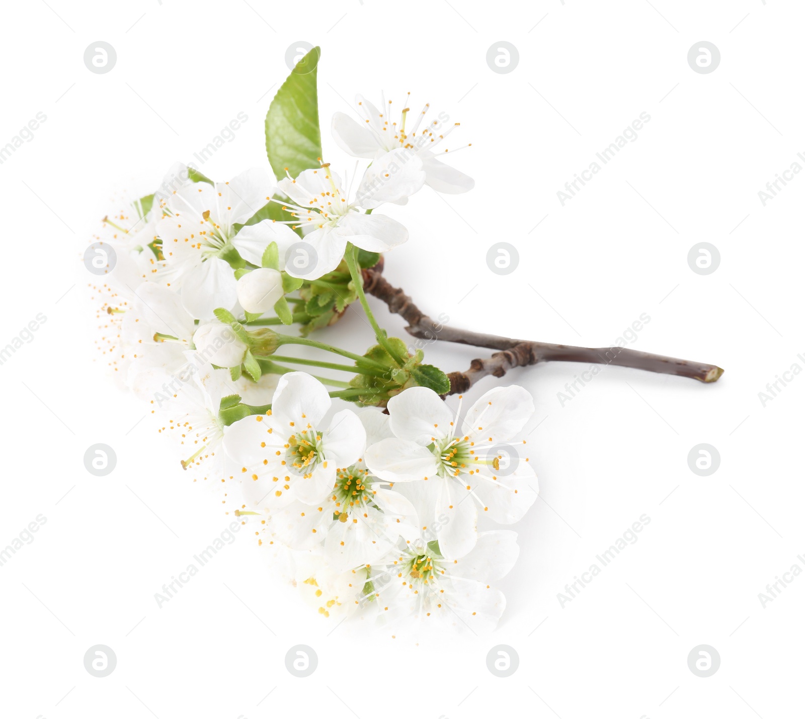 Photo of Spring branch with beautiful blossoms and leaves isolated on white