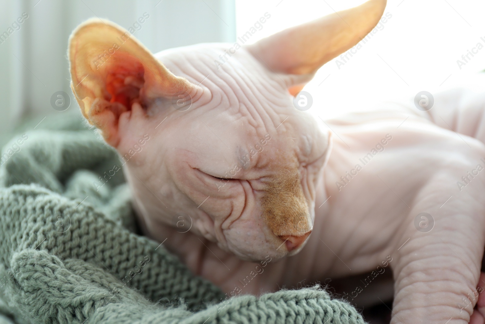 Photo of Beautiful Sphynx cat sleeping on soft blanket at home, closeup. Lovely pet