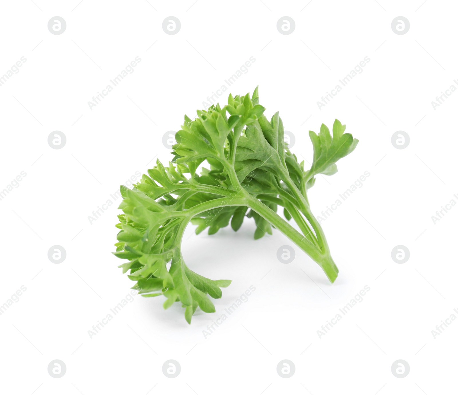 Photo of Fresh green organic parsley on white background