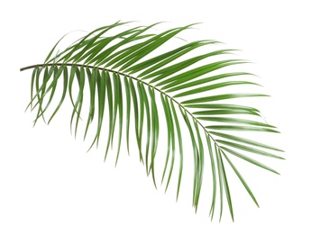 Photo of Tropical sago palm tree leaves isolated on white