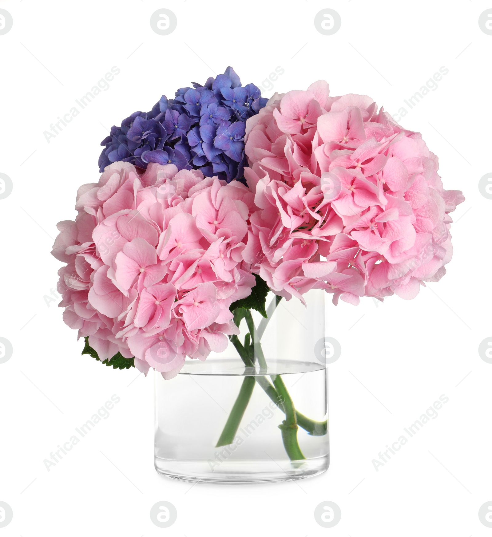 Photo of Bouquet with beautiful hortensia flowers isolated on white