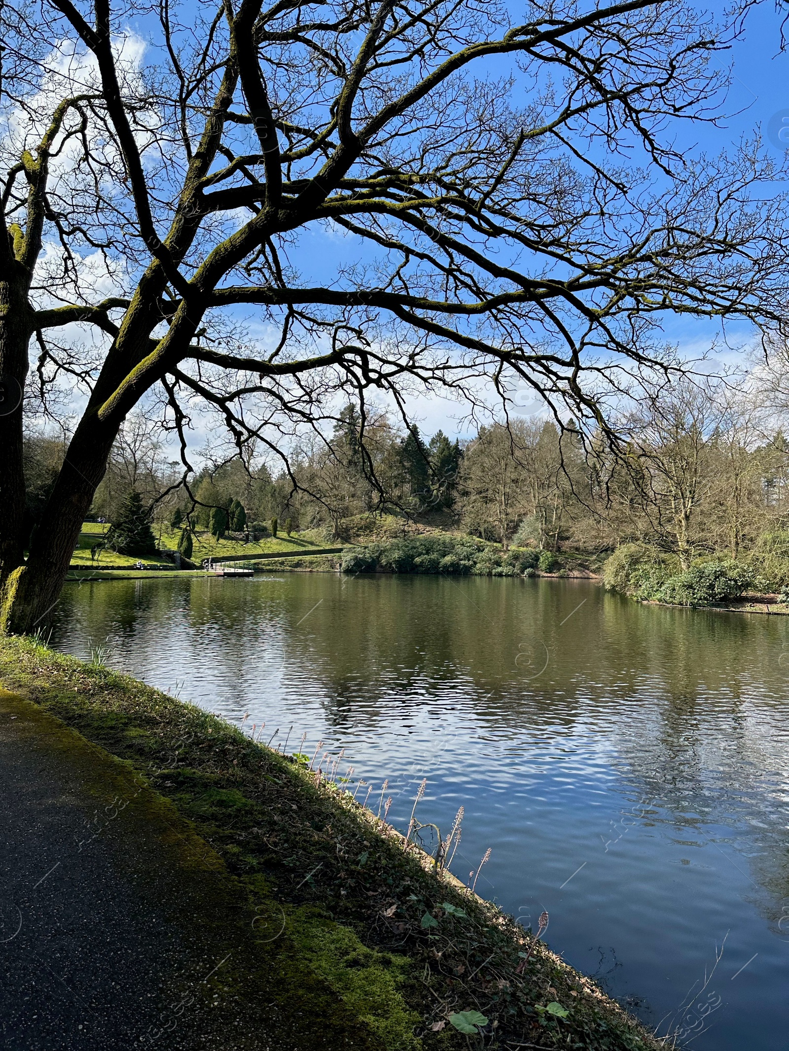 Photo of Picturesque view of lake and trees outdoors on sunny day