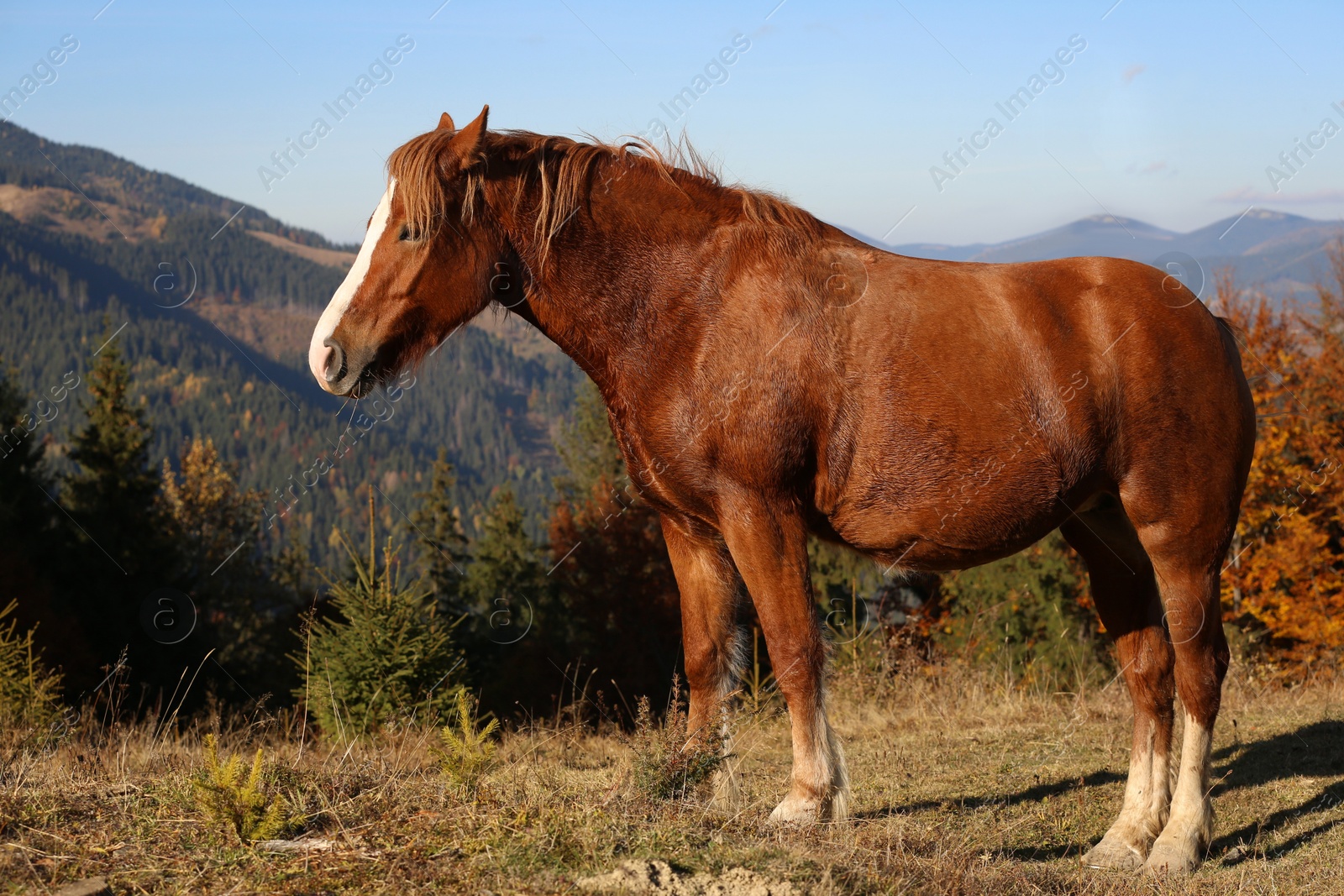 Photo of Brown horse in mountains on sunny day. Beautiful pet