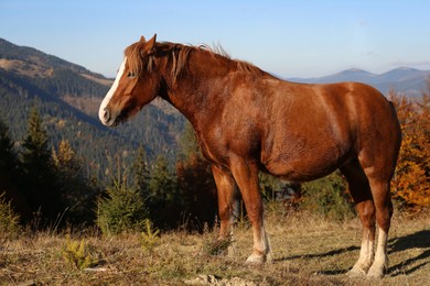 Brown horse in mountains on sunny day. Beautiful pet