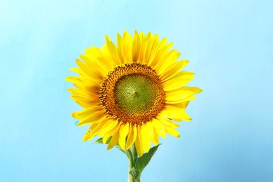 Beautiful bright sunflower on color background