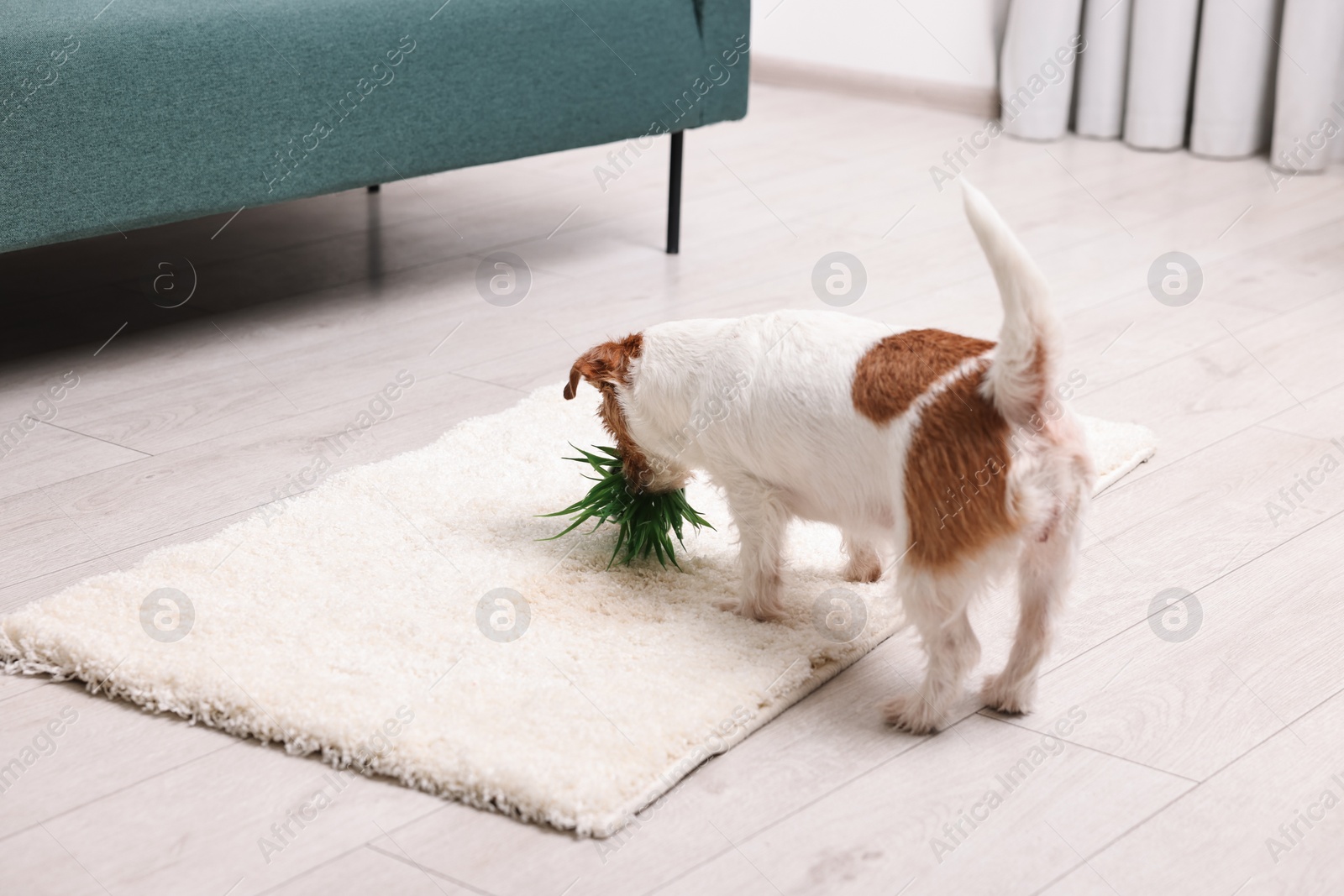 Photo of Cute dog near overturned houseplant on rug indoors