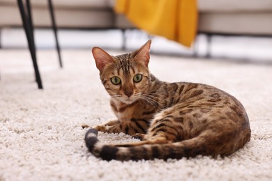 Photo of Cute Bengal cat lying on carpet at home. Adorable pet
