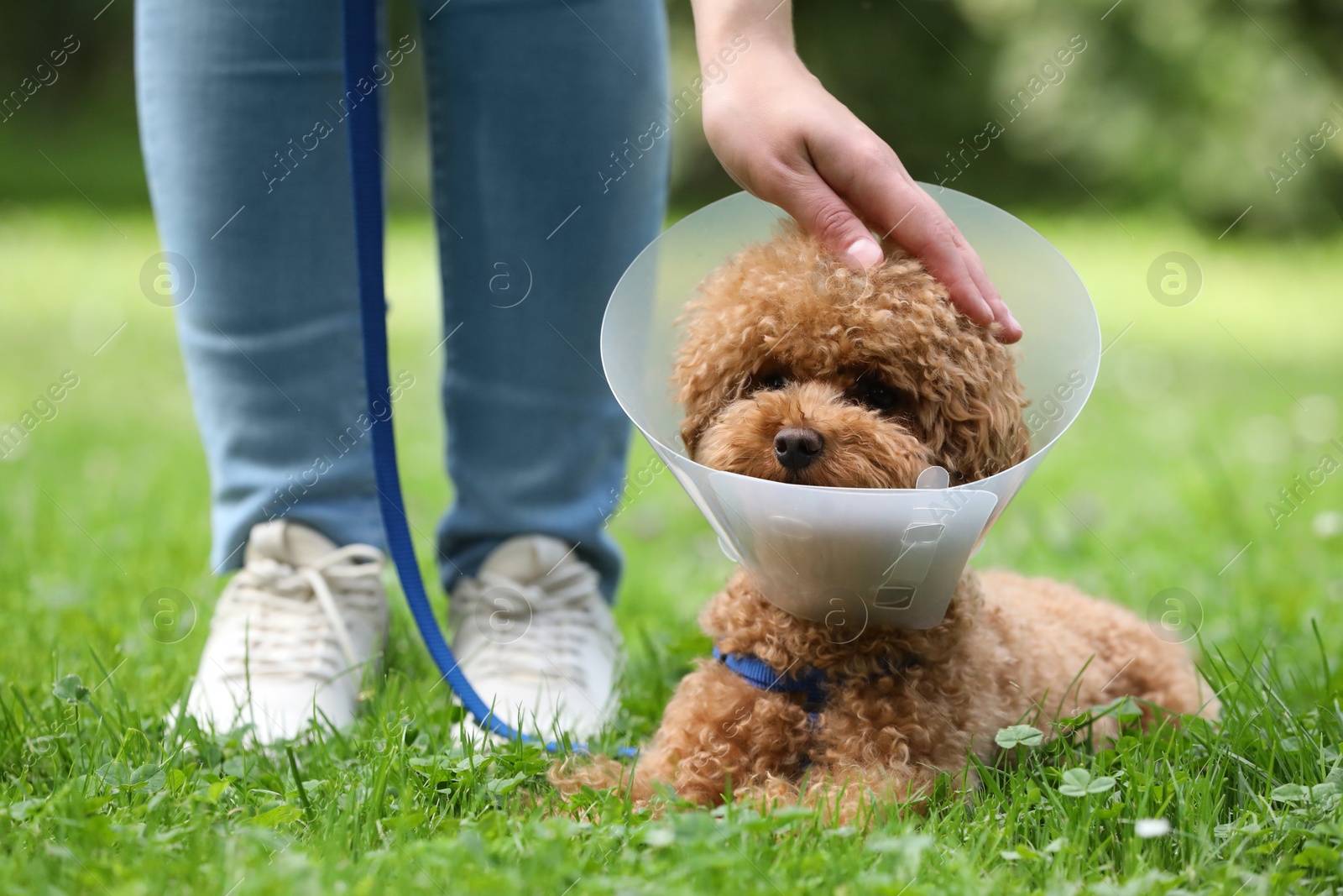 Photo of Woman petting her cute Maltipoo dog in Elizabethan collar outdoors, closeup