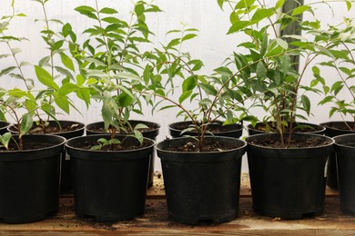 Potted Malpighia glabra plants on wooden surface in greenhouse