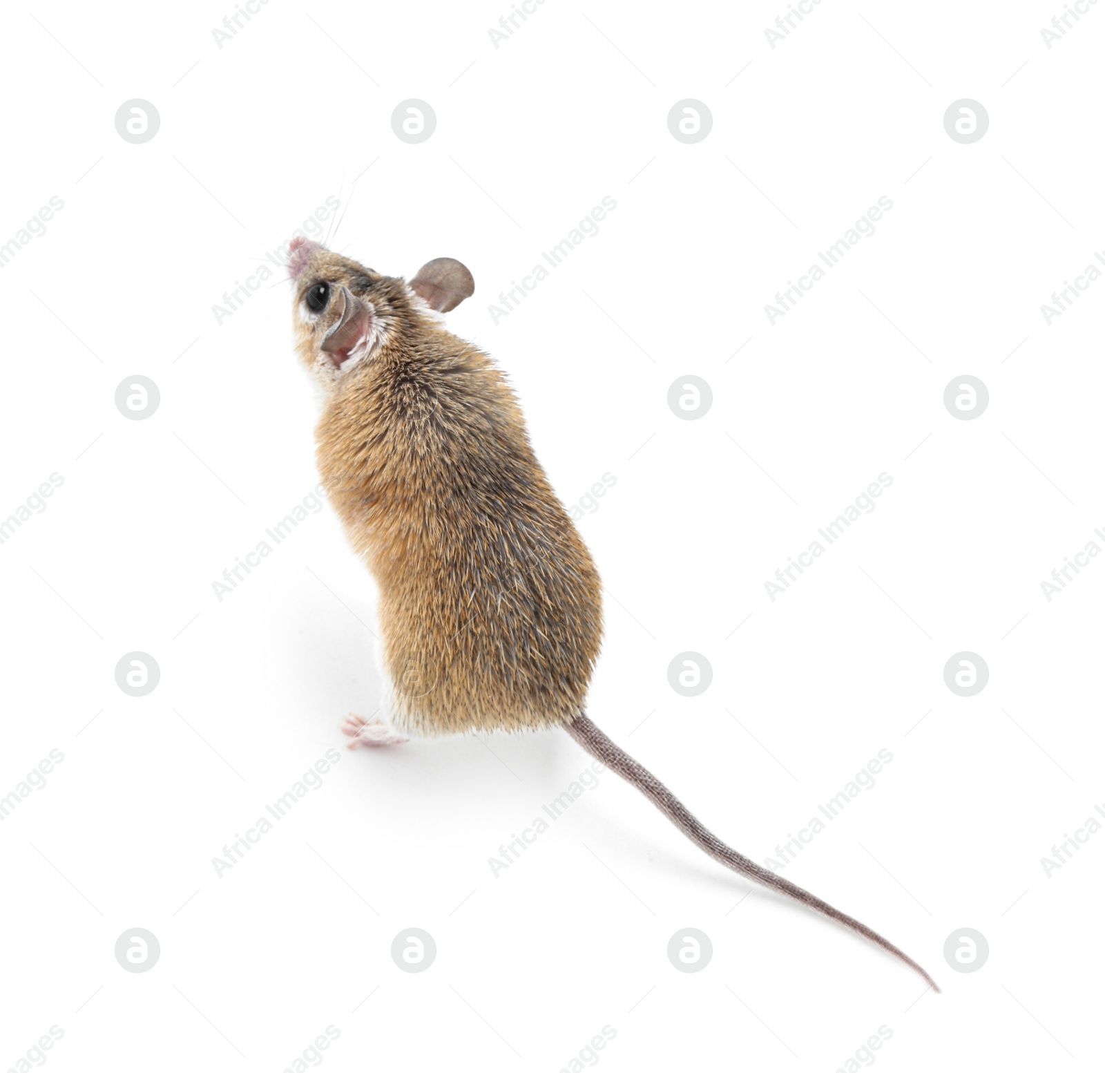 Photo of Small cute spiny mouse on white background