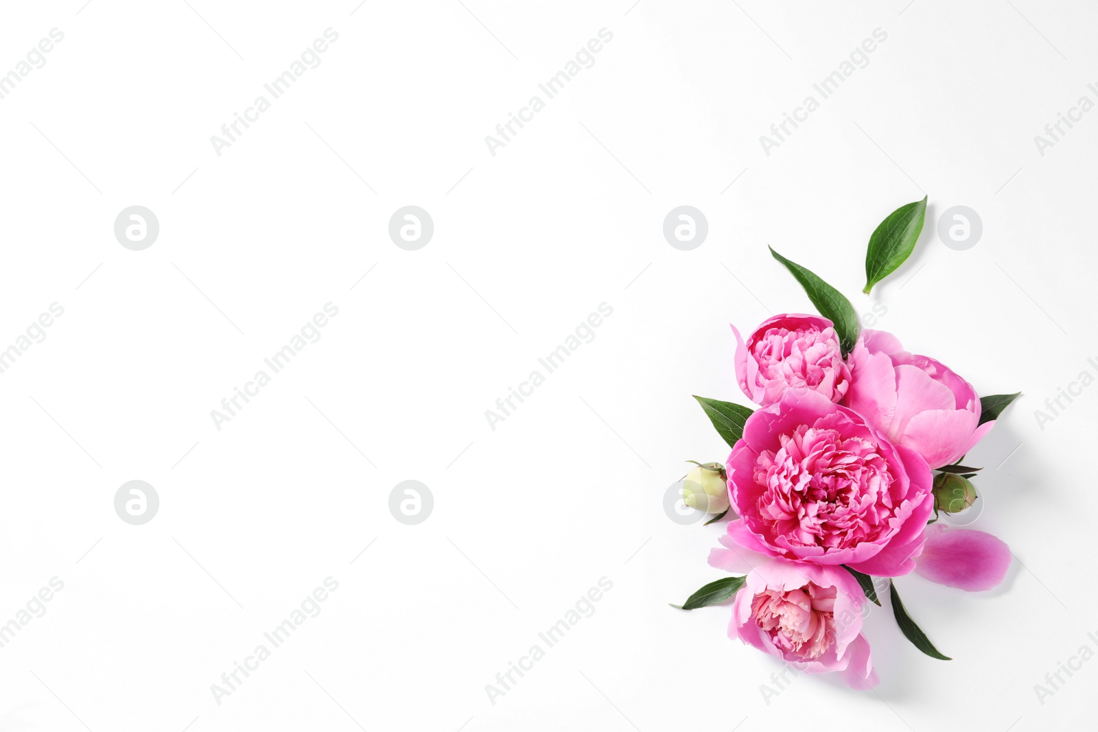 Photo of Beautiful peony flowers on white background, top view