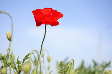 Blooming red poppy flower outdoors on spring day, closeup