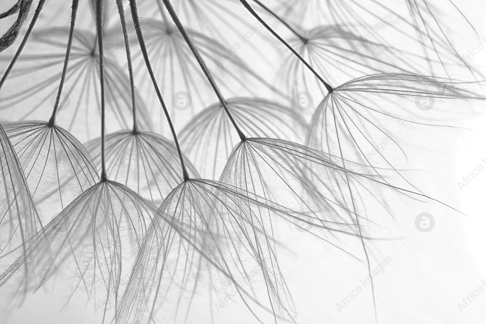 Image of Delicate dandelion seeds, closeup. Black and white tone