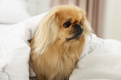 Cute Pekingese dog wrapped in blanket on bed indoors