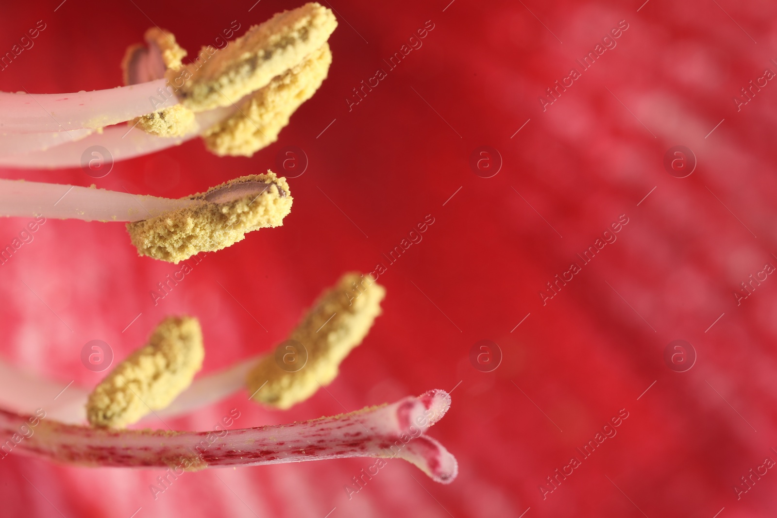 Photo of Beautiful red Amaryllis flower as background, macro view