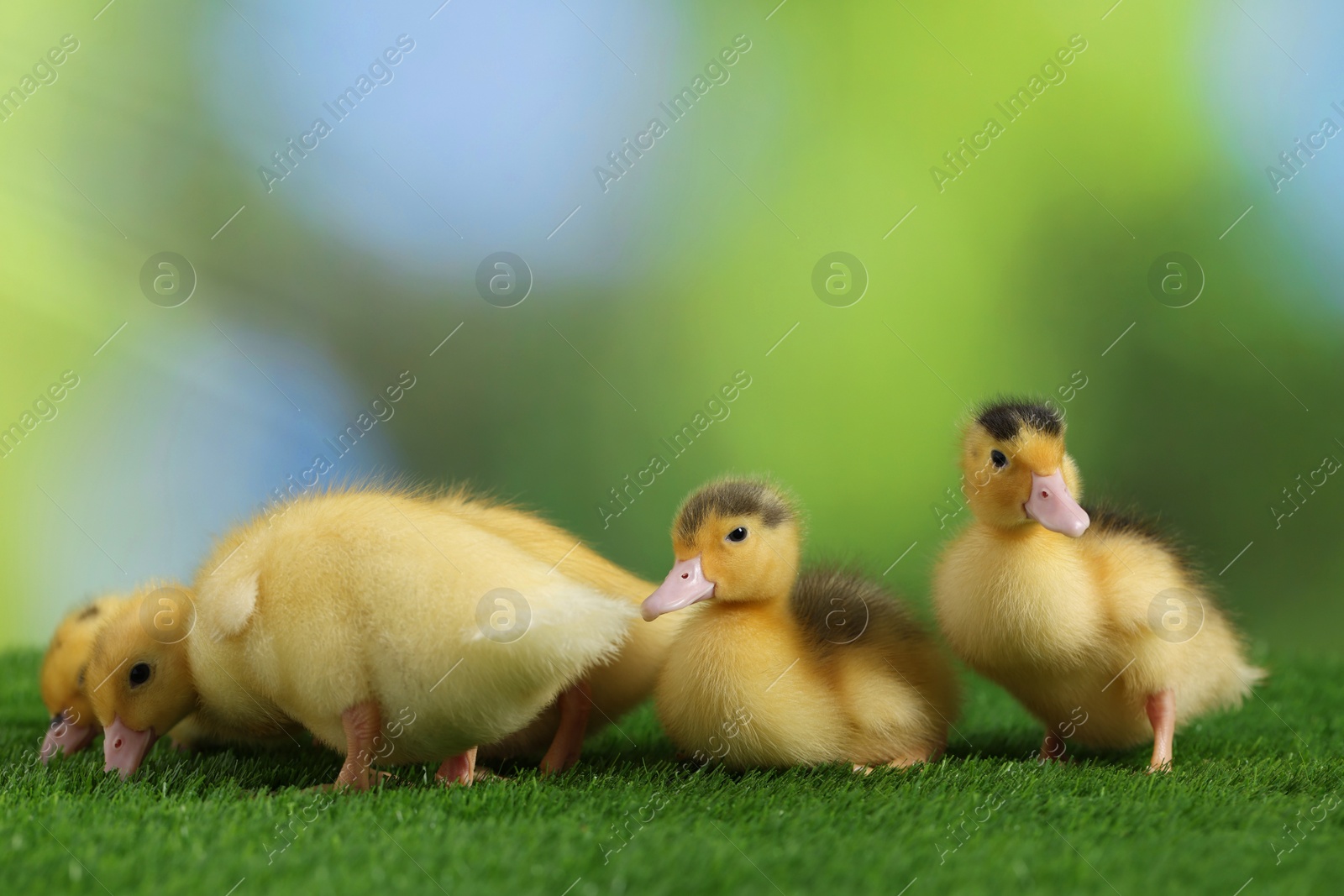 Photo of Cute fluffy ducklings on artificial grass against blurred background, closeup. Baby animals