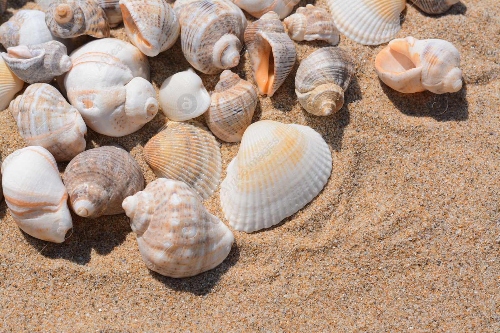 Photo of Many beautiful sea shells on sand, closeup