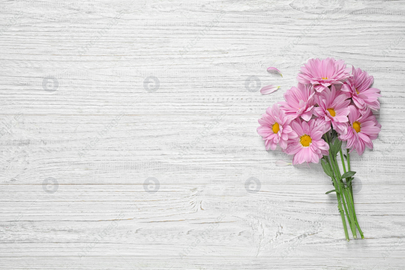 Photo of Beautiful pink chamomile flowers on white wooden background, flat lay. Space for text