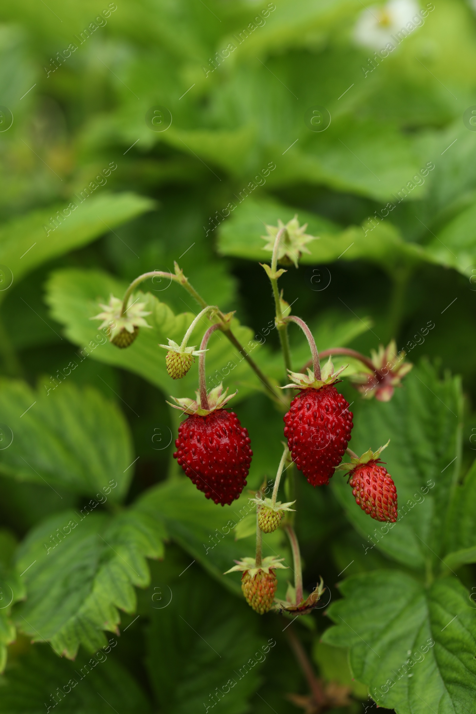 Photo of Small wild strawberries growing outdoors. Seasonal berries