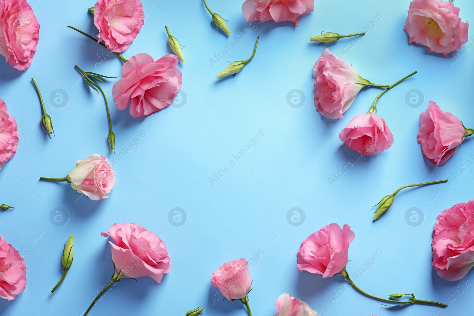 Photo of Flat lay composition with beautiful Eustoma flowers on color background