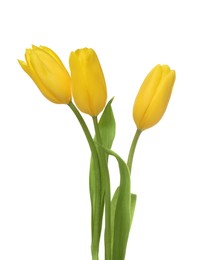 Photo of Beautiful yellow tulip flowers isolated on white