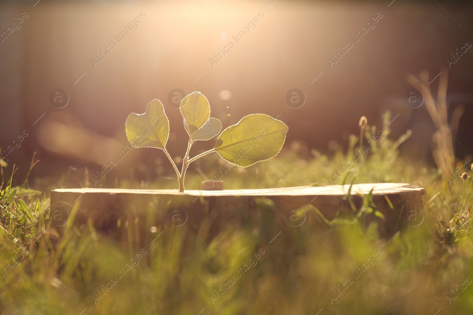 Photo of Green seedling growing out of stump outdoors on sunny day. New life concept