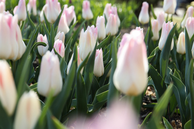 Photo of Beautiful blooming tulips outdoors on sunny day