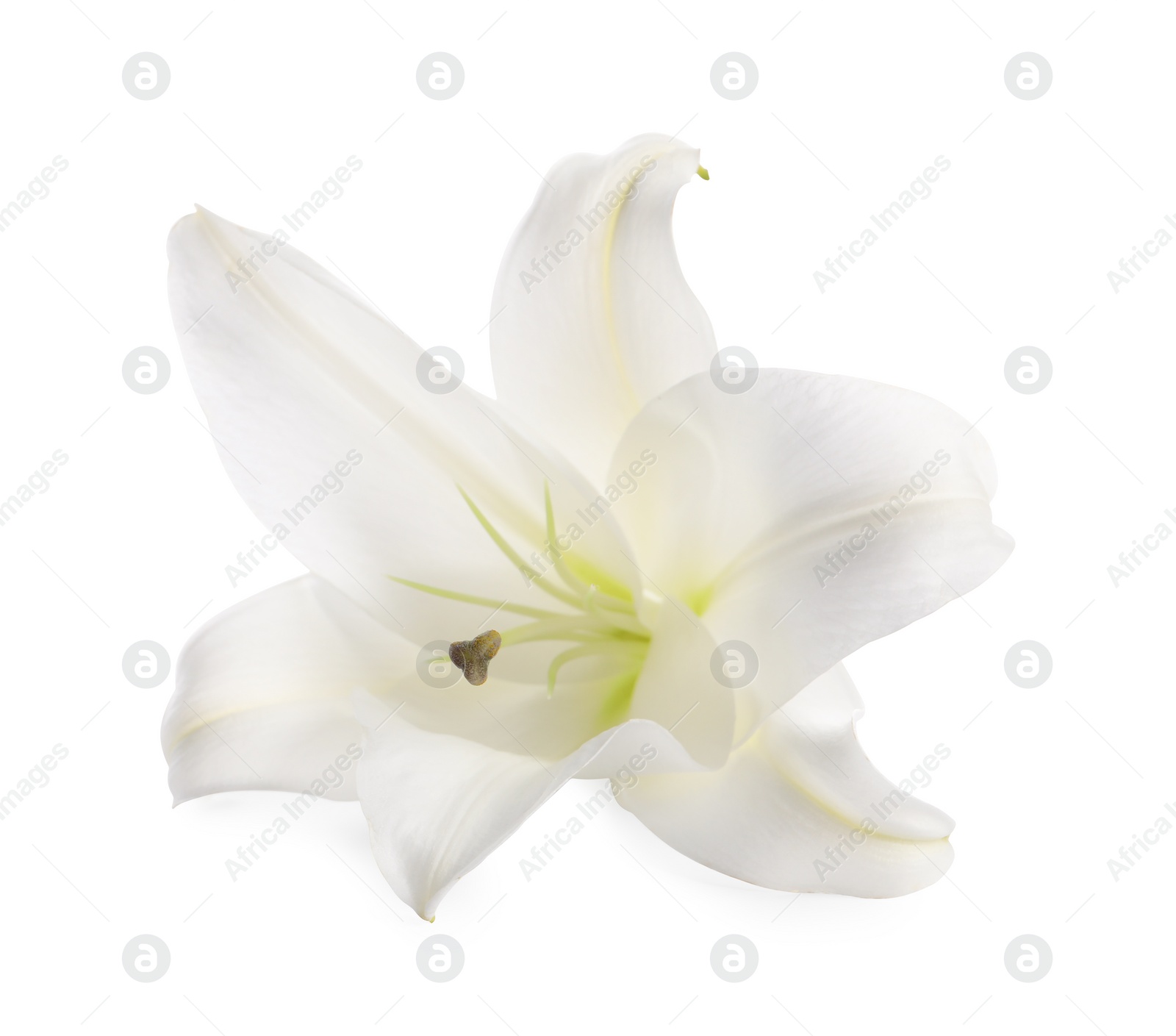 Photo of Beautiful fresh lily flower isolated on white