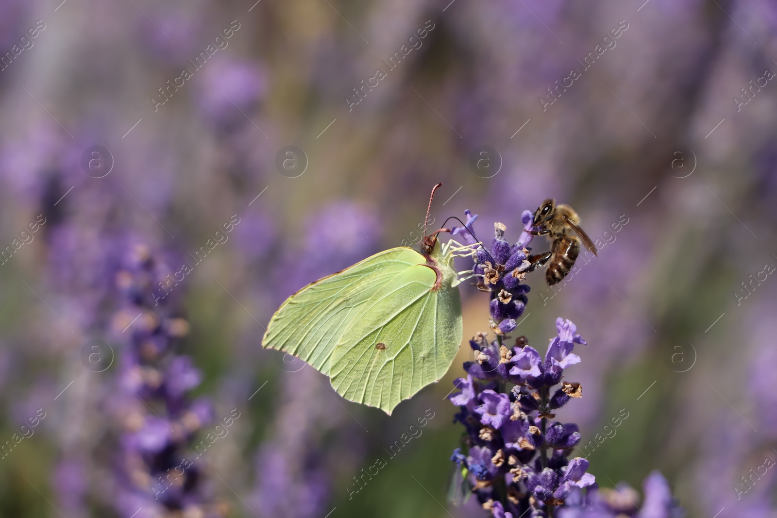 Photo of Beautiful butterfly in lavender field on sunny day, closeup