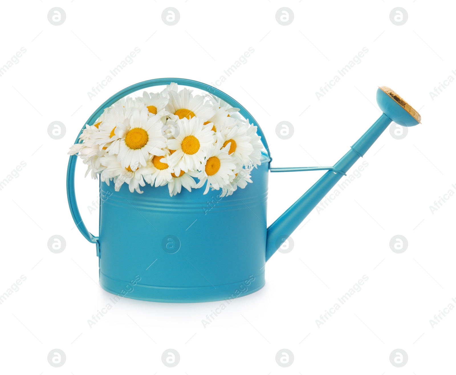 Photo of Watering can with beautiful chamomile flowers on white background