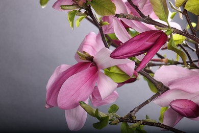 Photo of Magnolia tree branches with beautiful flowers on grey background