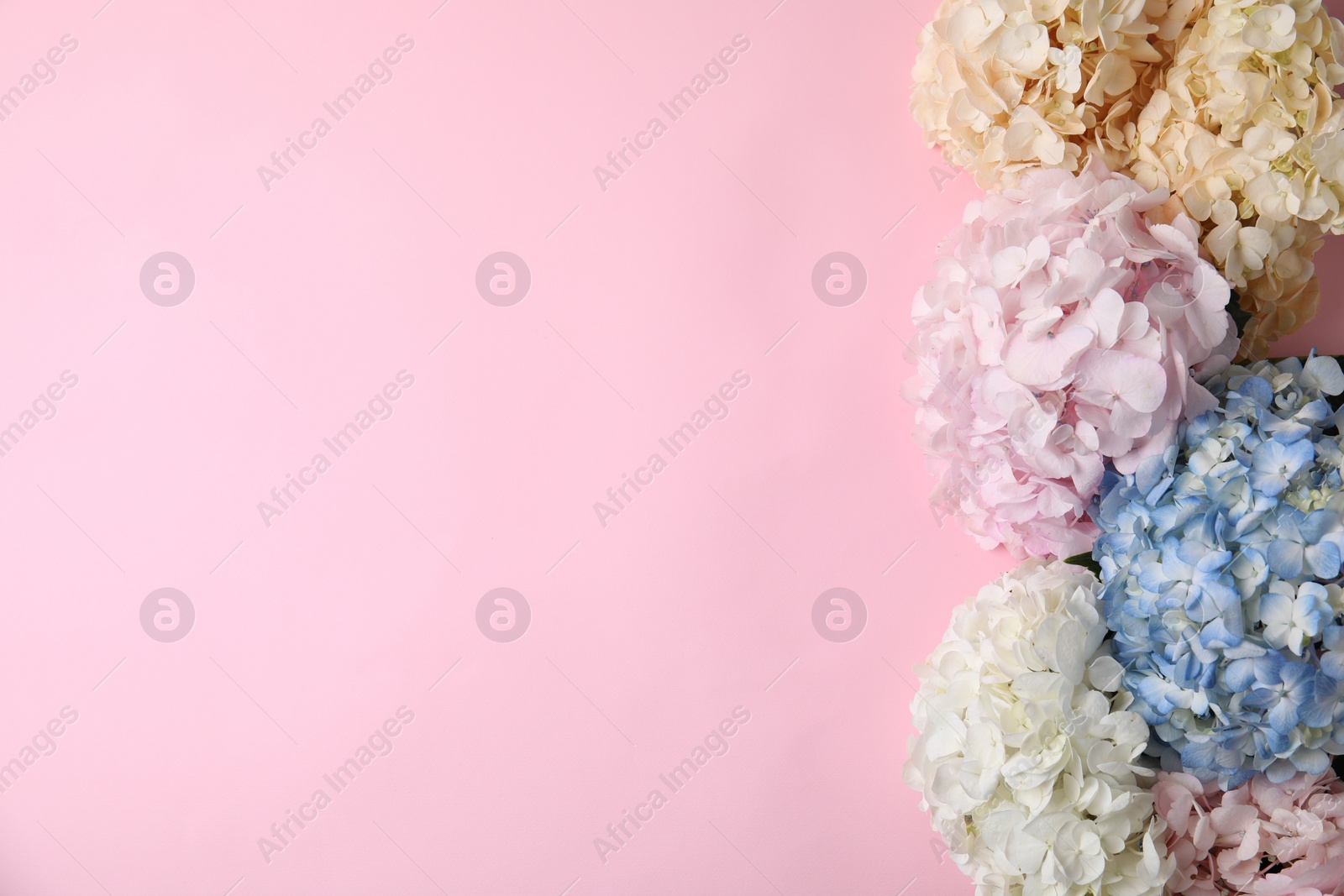 Photo of Beautiful hydrangea flowers on pink background, top view. Space for text