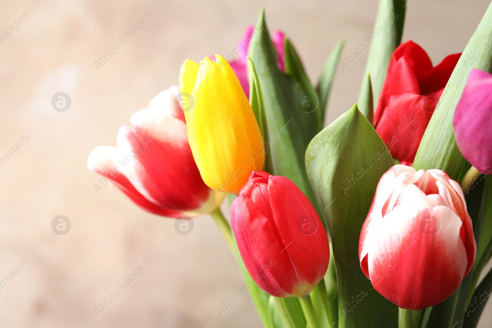 Photo of Beautiful spring tulips on light background, closeup