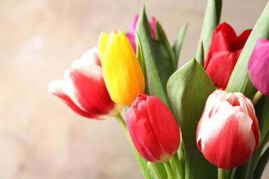 Photo of Beautiful spring tulips on light background, closeup