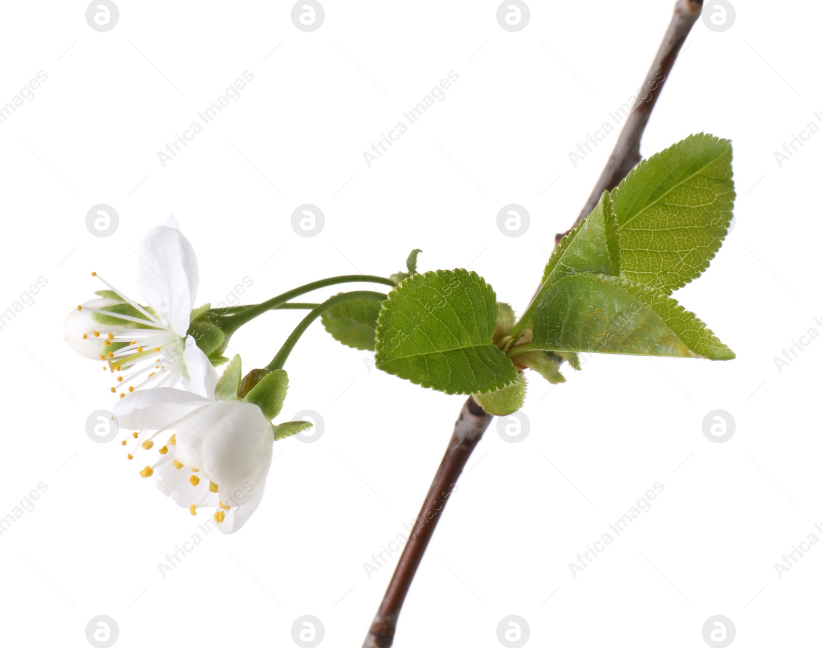 Photo of Spring branch with beautiful blossoms and leaves isolated on white