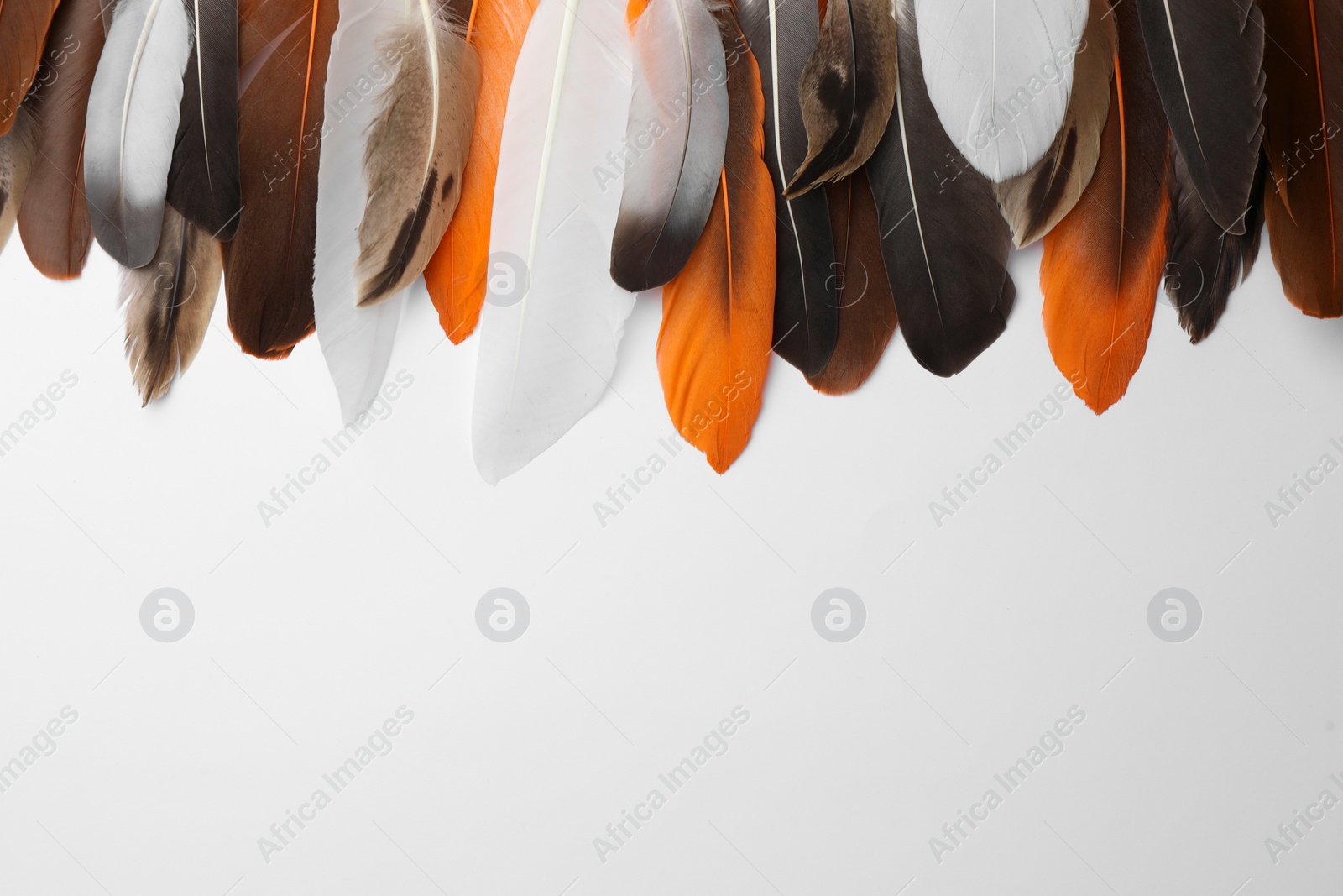 Photo of Many different bird feathers on white background, flat lay. Space for text