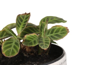 Houseplant with damaged leaves on white background, closeup