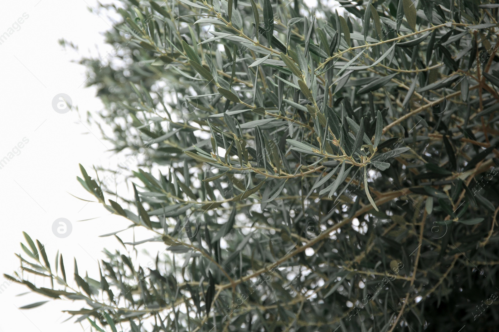 Photo of Beautiful olive tree with green leaves outdoors, closeup