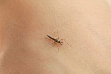 Photo of Closeup view of mosquito on human's skin