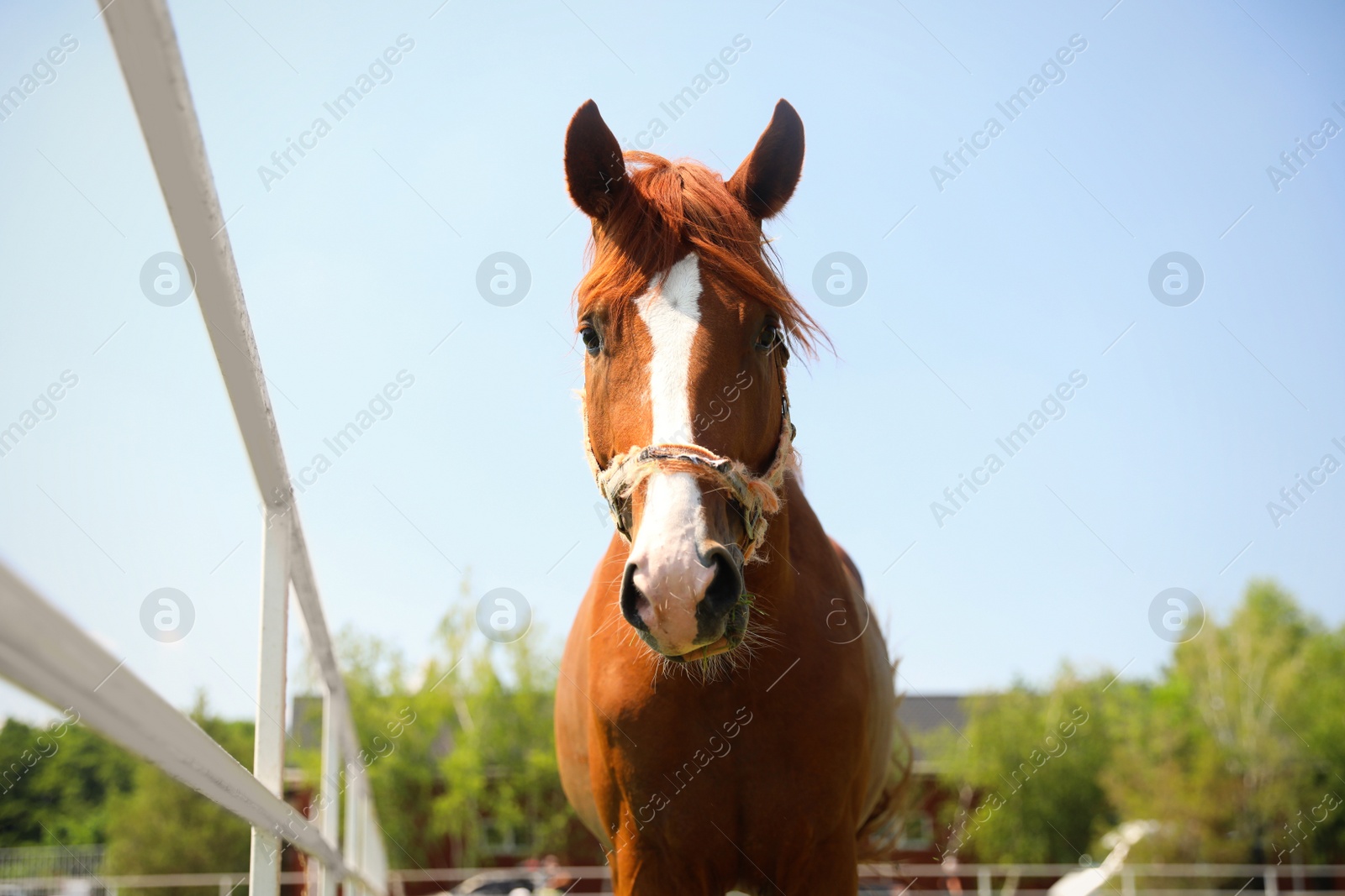 Photo of Chestnut horse in paddock on sunny day. Beautiful pet