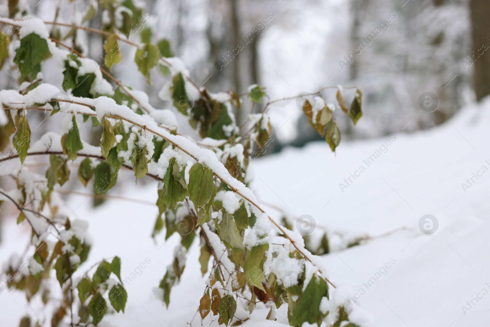 Photo of Beautiful tree branches covered with snow in winter park, closeup. Space for text