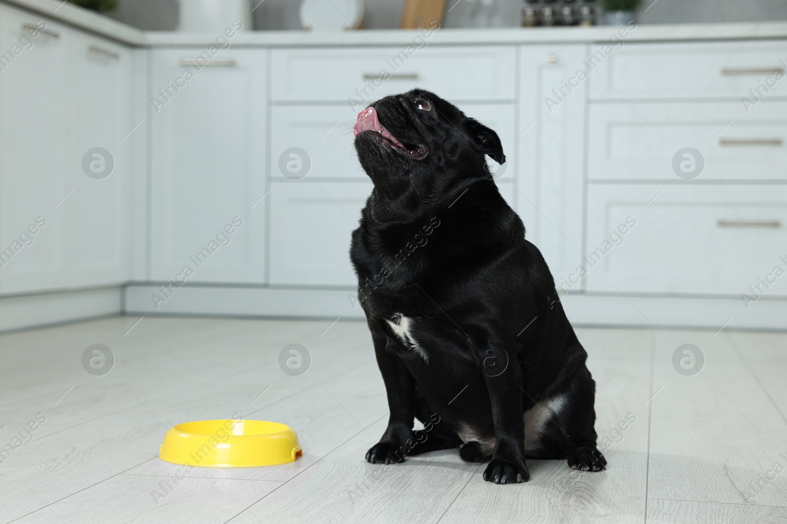 Photo of Cute Pug dog eating from plastic bowl in kitchen