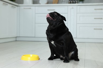 Photo of Cute Pug dog eating from plastic bowl in kitchen