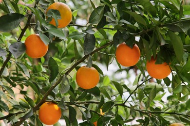 Photo of Fresh ripe oranges growing on tree outdoors